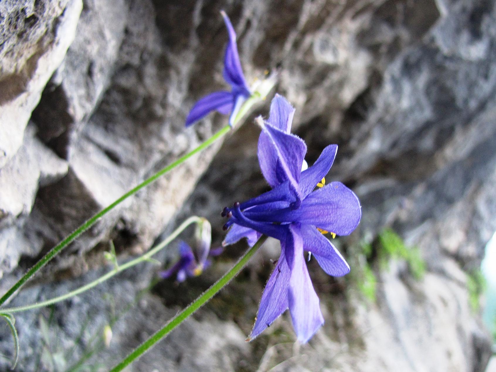 Le rupi fiorite del Garda